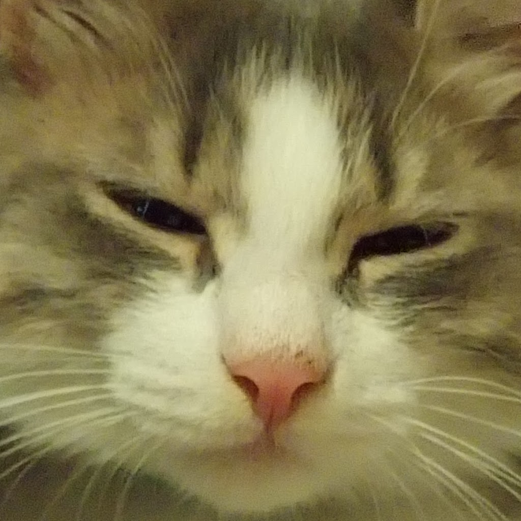 kuki avatar
